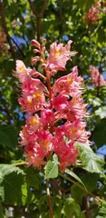 Aesculus × carnea