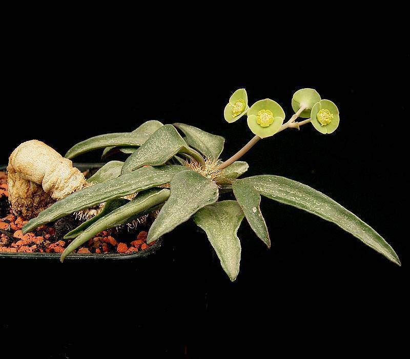 Euphorbia francoisii