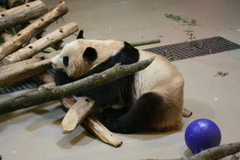 Ailuropoda melanoleuca