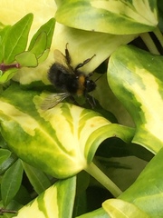 Bombus
