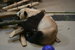 Ailuropoda melanoleuca