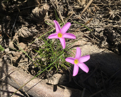 Oxalis polyphylla pentaphylla