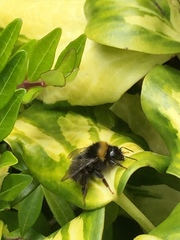 Bombus