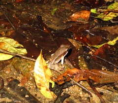 Lithobates warszewitschii