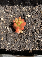 Sedum × rubrotinctum