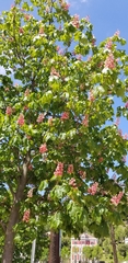 Aesculus × carnea