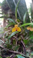 Bulbophyllum analamazoatrae image