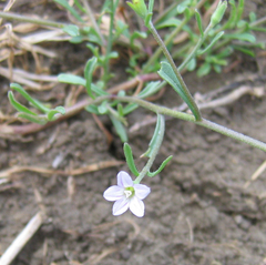 Convolvulus simulans