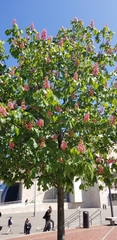 Aesculus × carnea