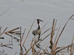 Podiceps cristatus