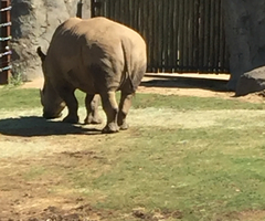 Ceratotherium