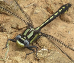 Phanogomphus kurilis