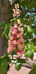 Aesculus × carnea