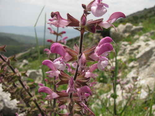 Image of Salvia hierosolymitana by (c) Nachman bones, some rights reserved (CC BY)