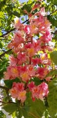 Aesculus × carnea