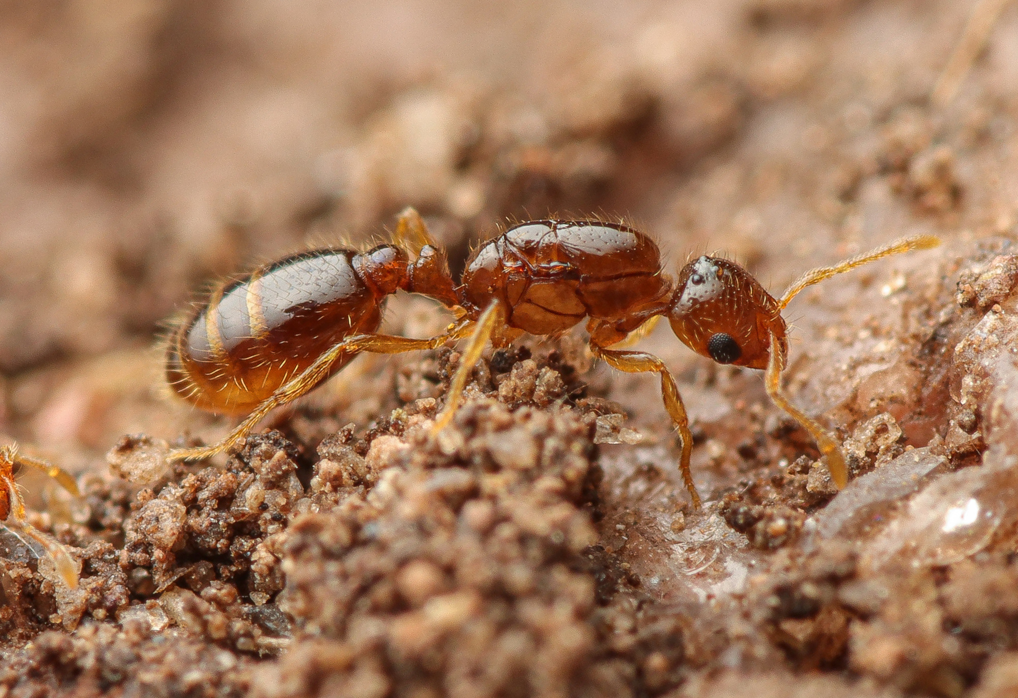 Solenopsis pygmaea