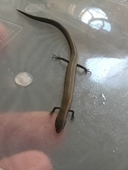Ablepharus rueppellii