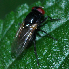Diptera