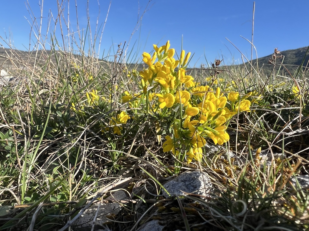 Genista januensis; photograph author not stated, no rights reserved