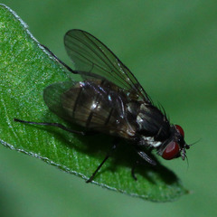 Diptera