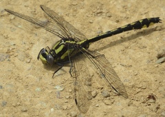 Phanogomphus kurilis