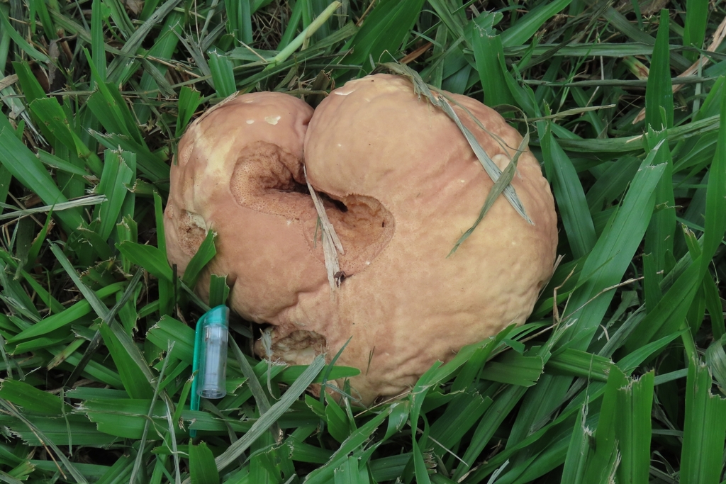 Calvatia rugosa · April 2024 · photo: © adriana_machado (iNaturalist, cc-by)