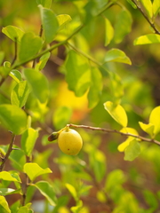 Ximenia americana