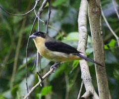 Trichothraupis melanops