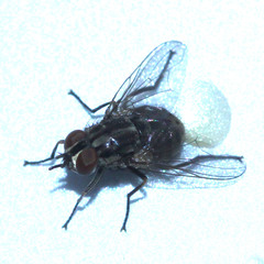 Diptera