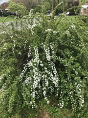 Francoaceae