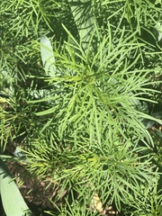Coreopsis verticillata
