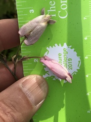 Dicentra formosa formosa