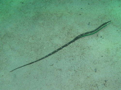 Langsnuit-zeenaald (Trachyrhamphus longirostris) — Syngnathidae