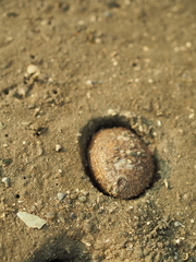 Phyllophorella spiculata