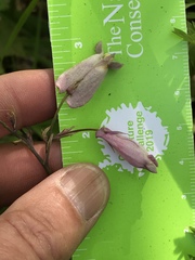 Dicentra formosa formosa