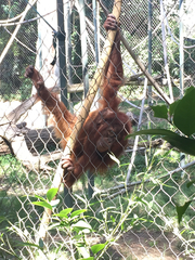 Pongo