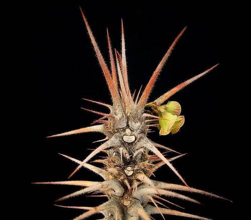 Euphorbia hofstaetteri
