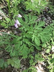 Dicentra formosa formosa