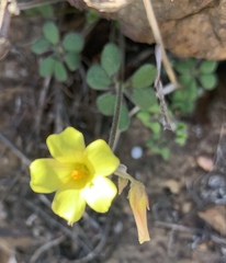 Oxalis pes-caprae sericea