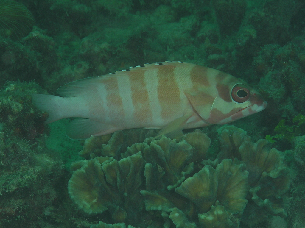 Blacktip grouper