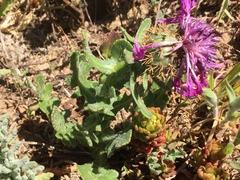 Centaurea polyacantha