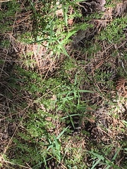 Pseudostellaria jamesiana