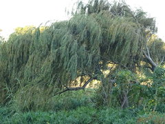 Salix babylonica babylonica