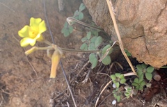 Oxalis pes-caprae sericea