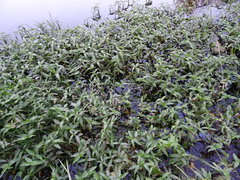 Commelina diffusa diffusa