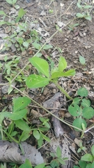Trifolium stoloniferum