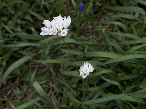 Allium zebdanense, photograph 1