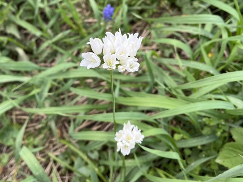 Allium zebdanense, photograph 2