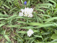 Allium zebdanense, photograph (c) Pavel Kacl, some rights reserved (CC BY)