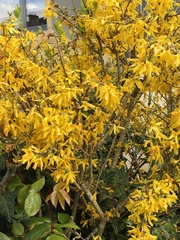 Forsythia × intermedia